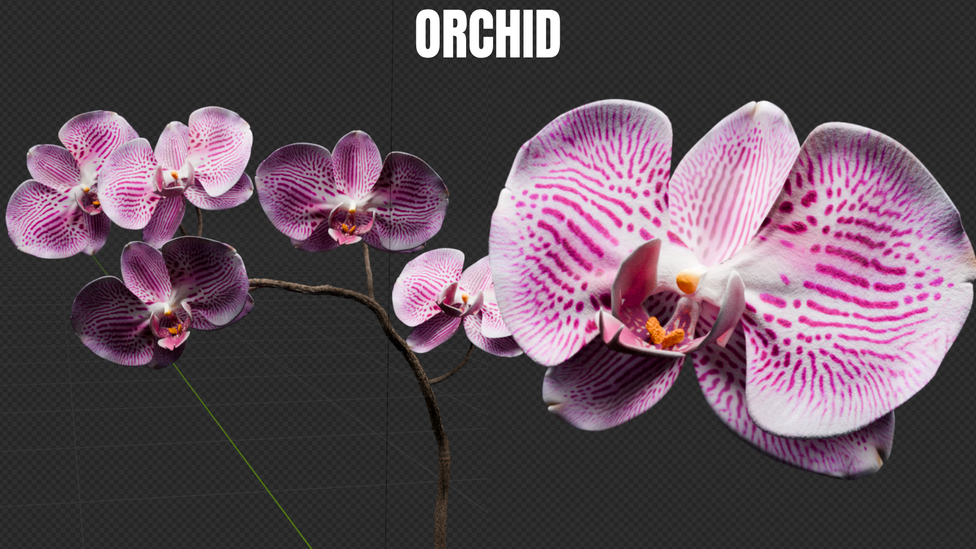 ORCHID BM.png