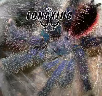 Amazon purple powder-toed foot exhibition 2-3cm adult up to 18cm large powder toe