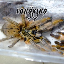 Augacephalus Junodi Namibia Gold Babu 5-12cm Larva Rare High-end Babu