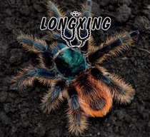 Mexican Mojade Flame Sonoran Gold and Copper Foot Exhibition 3-4cm God-level APH variety Dengshu Long