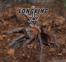 Pam sp Santo Domingo Santo Domingo Steel Blue Foot Exhibition 8-9cm