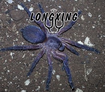 Dolichothele rufoniger Asilith Fluorescent Purple Foot Exhibition 4-5cm