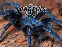 Haitian coffee bird spider Dominican blue foot exhibition 2cm PHO large ground-dwelling pet spider live