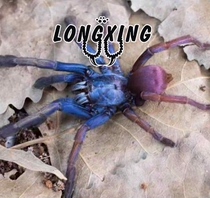 Indian psychedelic Rainbow Foot Exhibition 3-7cm large larvae dress high-end breed pets