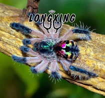 Brazilian color tree bird spider foot exhibition about 1cm God level docile pet spider live