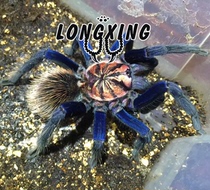 Dream blue laser high-end X foot exhibition 5-20cm male and female pet