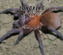 citharacanthus cyaneus Senaus Orange Purple Foot Exhibition 5-7cm