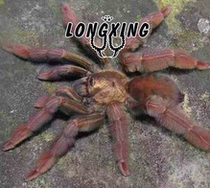 PSA ECC Columbia Christmas Tiger Foot Exhibition 6-7cm or so can keep pets in groups