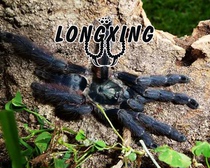 Ecuadorian Velvet Foot Show 10cm Female Pet Spider