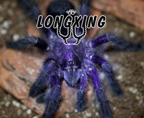 Ecuadorian purple powder toe foot exhibition 1 5-2cm docile pet spider live