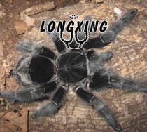 Brazilian red-tailed GA non-giant red-tailed Meek large terrestrial longevity foot exhibition 3-4cm pet spider live