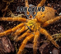 African Orange Babu Bird-catching tarantula about 4-15 cm Ferocious