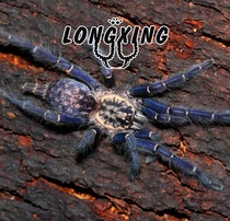 Gabon Starry foot exhibition 1-5 cm female fever grade collection variety