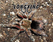 Pamphobeteus Vespertinus Brazil Red Flower Foot Show 3cm South American Large Pet Spider