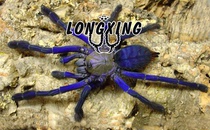 Singapore Blue Tarantula Eating Bird Spider 5-6cm Foot Show Pet Spider