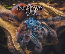 Oil pink toe and foot exhibition 2 cm larval pet spider living classic docile variety