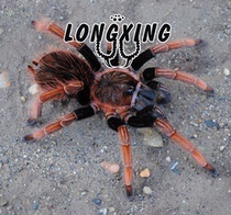 Ser is Santa Catalina Catalina Foot Exhibition 5-12cm high-end breed pet