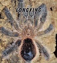 Starry sky colorful powder toe 1 5-2cm docile gradient high-end powder toe