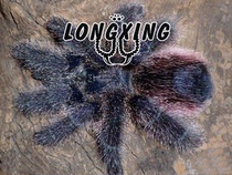 Peruvian purple powder toe 1 5-2cm docile large powder toe