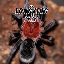 Special offer Long-disappeared Brazilian Blood-backed Black Velvet Foot Exhibition 1-1 5 cm