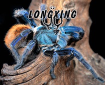 Venezuela Red green and orange 7-9 cm large larvae with feet