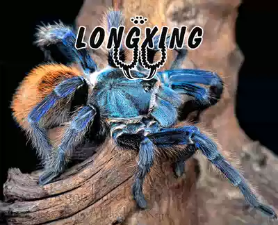 Venezuela Red, green and orange 7-9 cm large larvae with feet