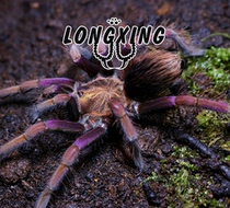 Colombian purple flower non-circulating version of true purple flower foot exhibition 10-15 cm high-end South American large PAM genus