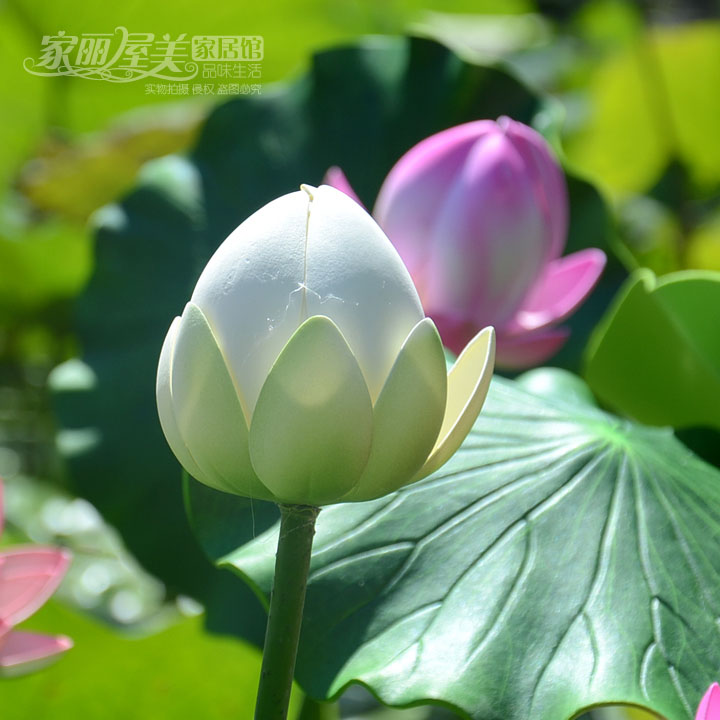 With Rod long branch high simulation lotus bud flower bone pool decoration landing flower bud long branch dance props