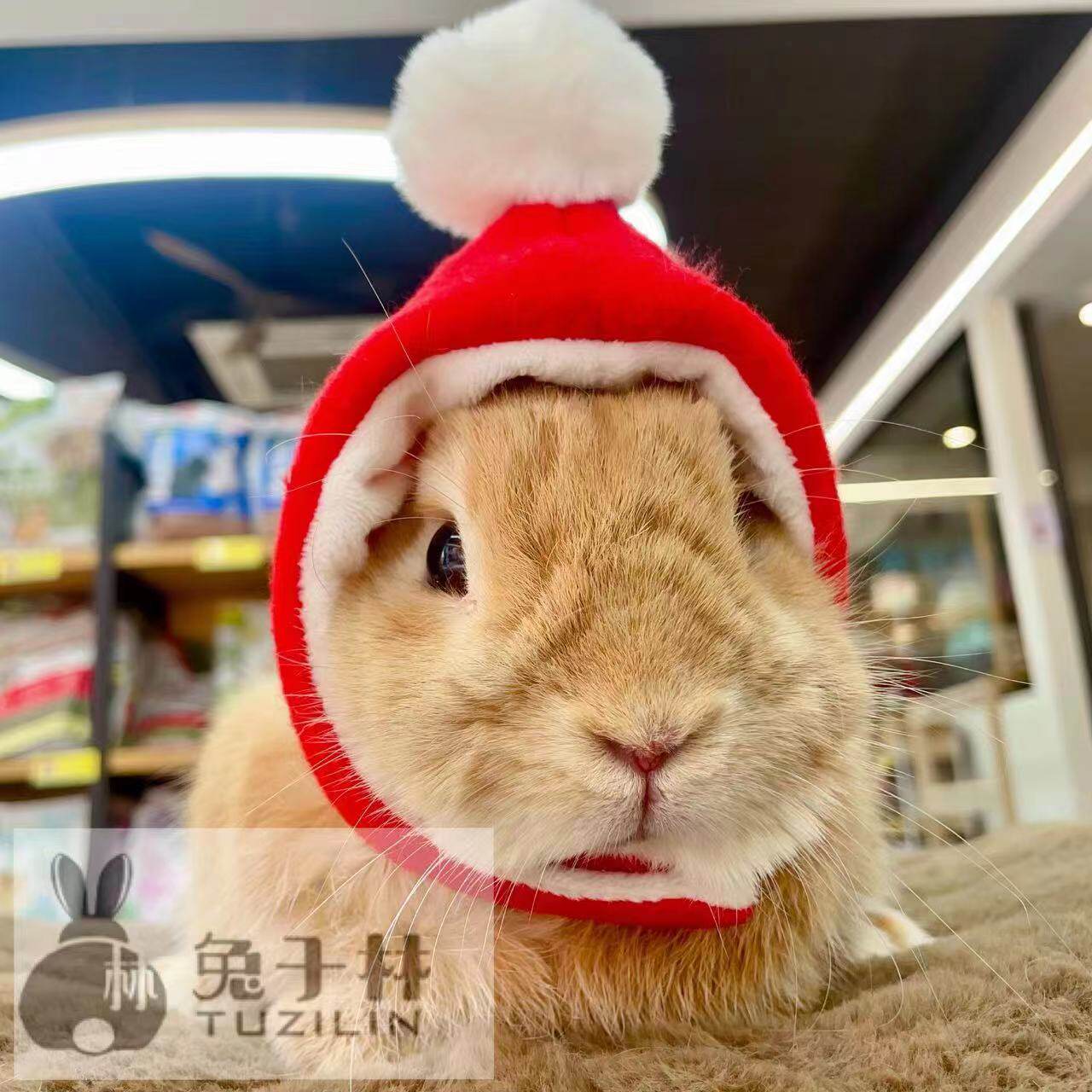 🎁宠物兔必备过冬神器!【兔子林】宠物兔保暖羊羔绒帽🎄-兔兔服饰-淘宝好物网