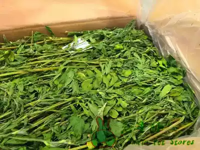 (Rabbit Forest) 2021 Alfalfa straw Rod Fine leaves green tender sharp green three boxes of Jiangsu, Zhejiang and Shanghai