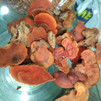 Cattle Zhangzhi Chinese Herbal Medicine Pure Dried Mushrooms Three Years Raw Linden Wood Cultivation Cow Zhangzhi Cheese Physical Cattle Camphor Mushroom 100 gr New stock