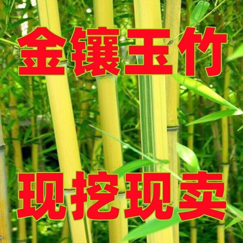 瑞竹圃的LOGO