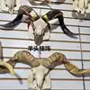 Sheep's head hanging Mongolian characteristic craft Natural sheep horn bone product decoration Pure sheep's head bone specimen decoration