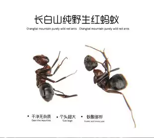 (Changbai Mountain Black Ant) Jilin Ant Dry 38 yuan 250 grams
