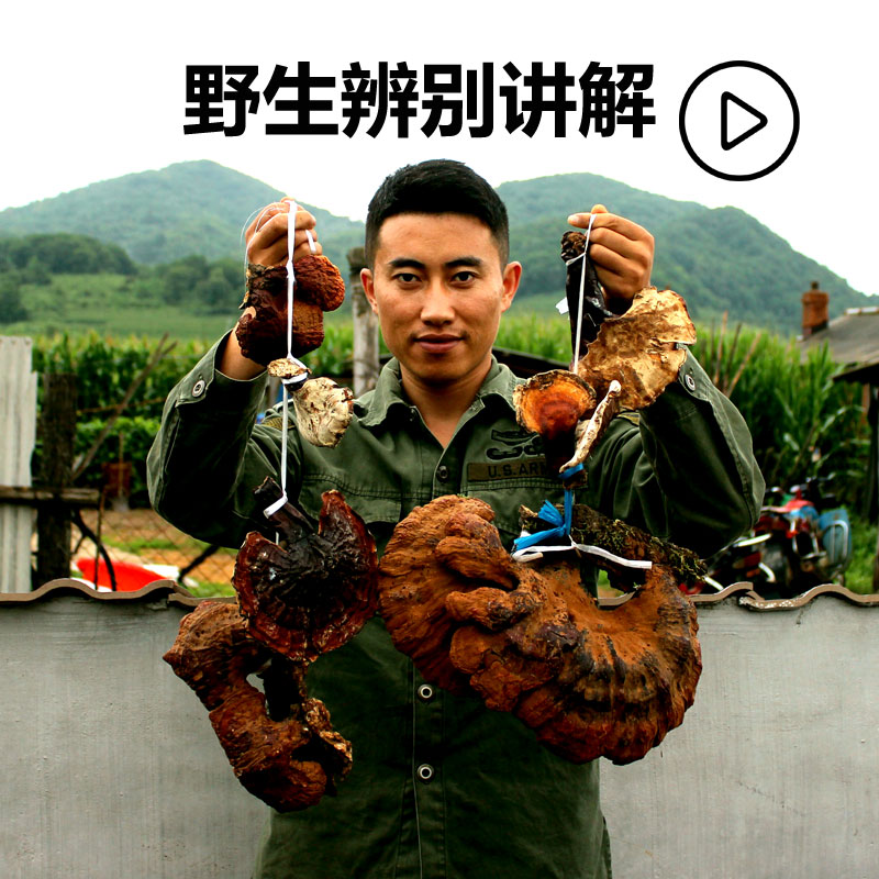 Pine fir reishi wild whole branch natural Changbai mountain special grade red reishi white meat linzhi sliced powdered wine
