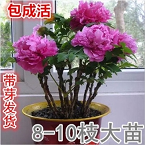 Luoyang ornamental peony flower seedlings Big seedlings Indoor four seasons potted flowers and plants Outdoor courtyard flower viewing green plants