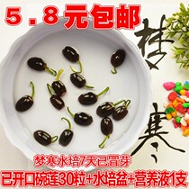 Water-raised potted bowl lotus seeds small lotus seeds Four Seasons sweet mother pocket mini sowing plant lotus