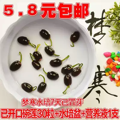 Hydroponic potted bowl lotus seed small Lotus lotus seed four seasons sweet mother pocket mini seeding plant lotus