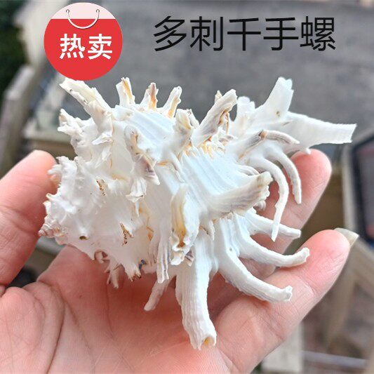 Hot sale natural conch shell spiny rose thousand hand snail chrysanthemum bone snail fish tank landscaping aquarium potted coral