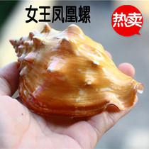 Hot sale natural conch shell Rouge Snail Queen Phoenix Snail Fish tank Aquarium decoration landscaping Coral Sea Star gift