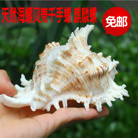 Natural super large white conch shell thousand hand snail unicorn snail home decoration collection gift souvenir coral