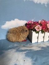 Free mail pet Dutch pig cream color curly hair Dutch pig Teddy guinea pig