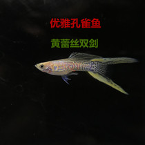 Guppies guppies live purebred ornamental fish yellow lace double swords guppy fish tropical Fry Live