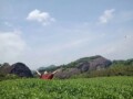 武夷岩茶厂家店