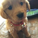 Подвеска, медный колокольчик, двухцветное большое ювелирное украшение с аксессуарами, домашний питомец, «сделай сам», золото и серебро