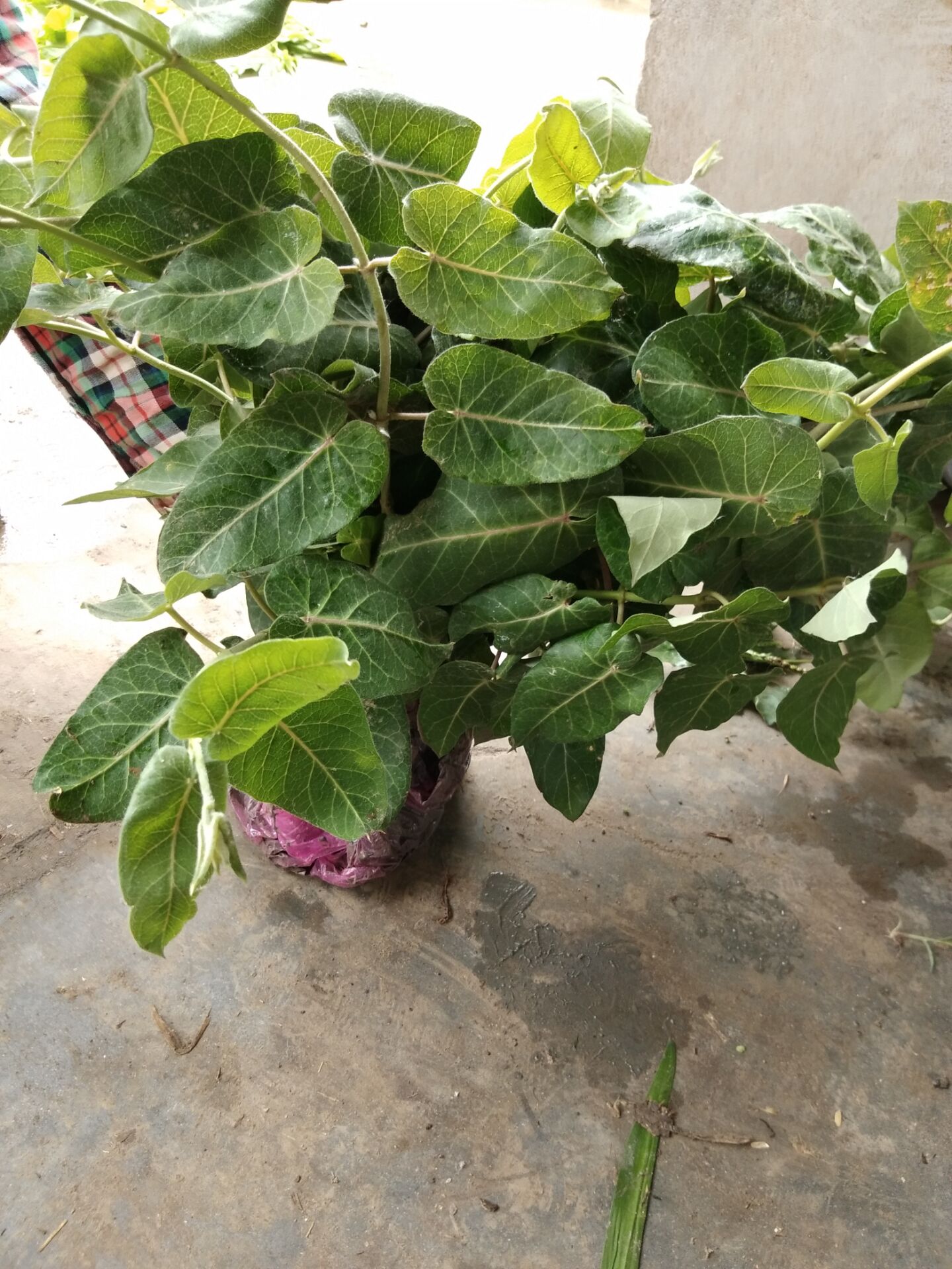 Wild fresh rot seed, white ring vine goat grandmother's milk, sky shell is digging out