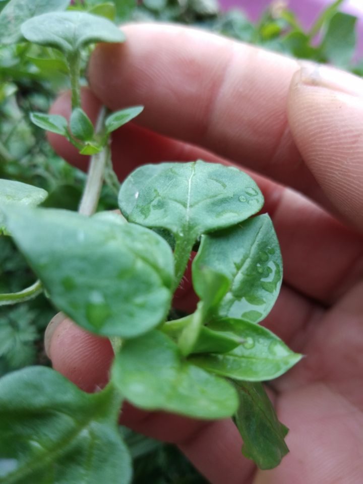 Wild vegetables Fresh wild and intricate covet Goose Intestines Goose Sausage Grass Lime Dish 500g