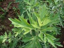 Fresh wormwood Tender head Wild wormwood Edible green group Wormwood Baba medicinal foot bath baby mosquito repellent