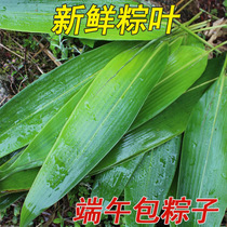 Rice dumplings rice dumplings Glutinous Rice Dumplings Freshly Dried Glutinous Rice Dumplings Rice Dumplings Rice Dumplings Rice Dumplings Rice Dumplings Rice Dumplings Leaf Brown Leaves Non Wild Reed Leaves