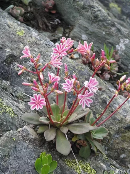 你好 我是露薇花 一個靠開花吃飯的多肉 淘寶海外 你好 我是露薇花 一個靠開花吃飯的多肉 淘寶海外